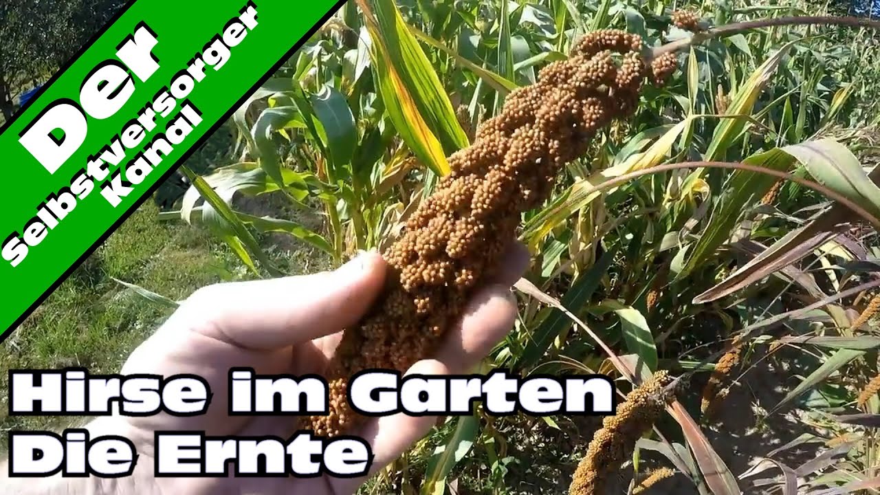 Hirse im Garten anbauen f&uuml;r Selbstversorger