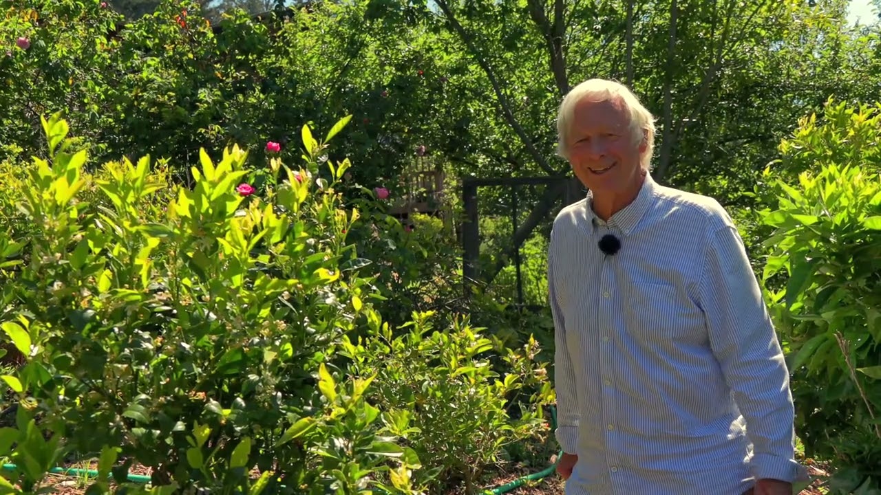 Why is it Best to not Prune Citrus Trees?