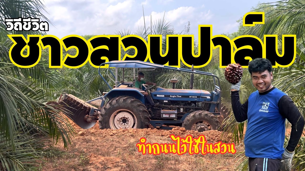 Vlog EP 95 วิถีชีวิตชาวสวนปาล์มน้ำมัน จ้างรถไถทำถนนไว้บรรทุกปาล์มออกจากสวน