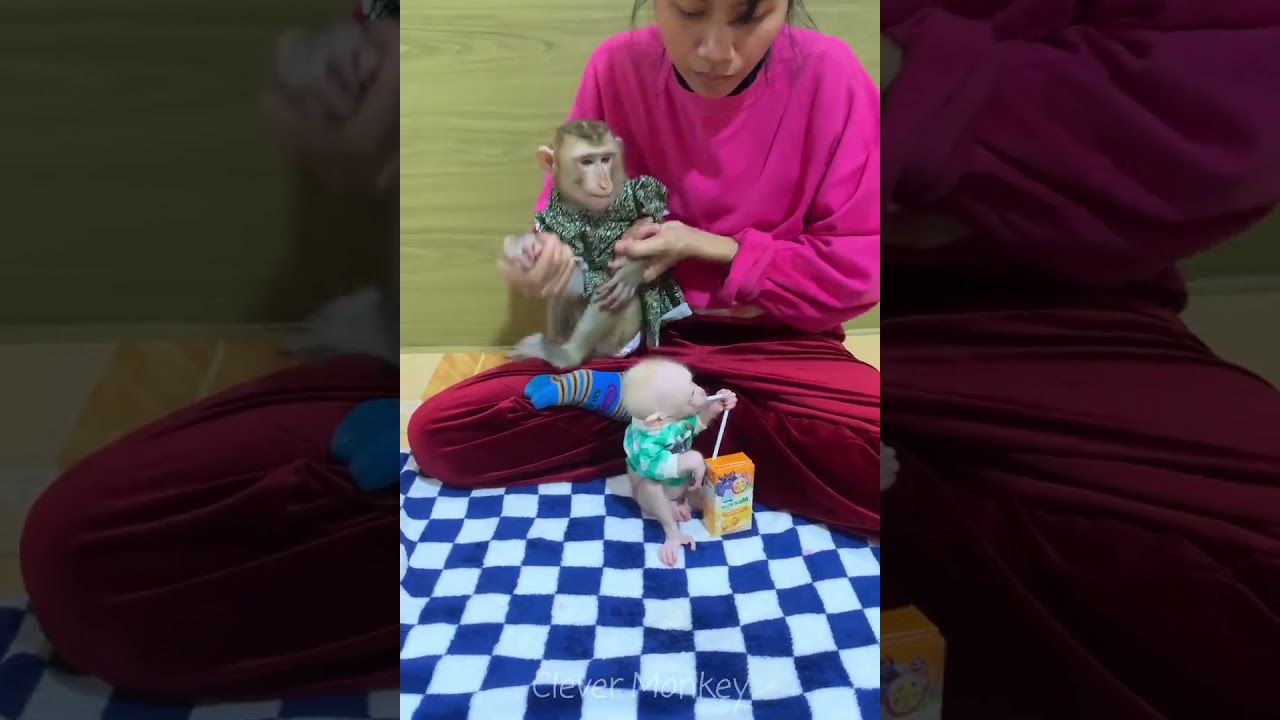 Adorable baby monkey feeling lovely that mummy take care and sharing food to eating delicious