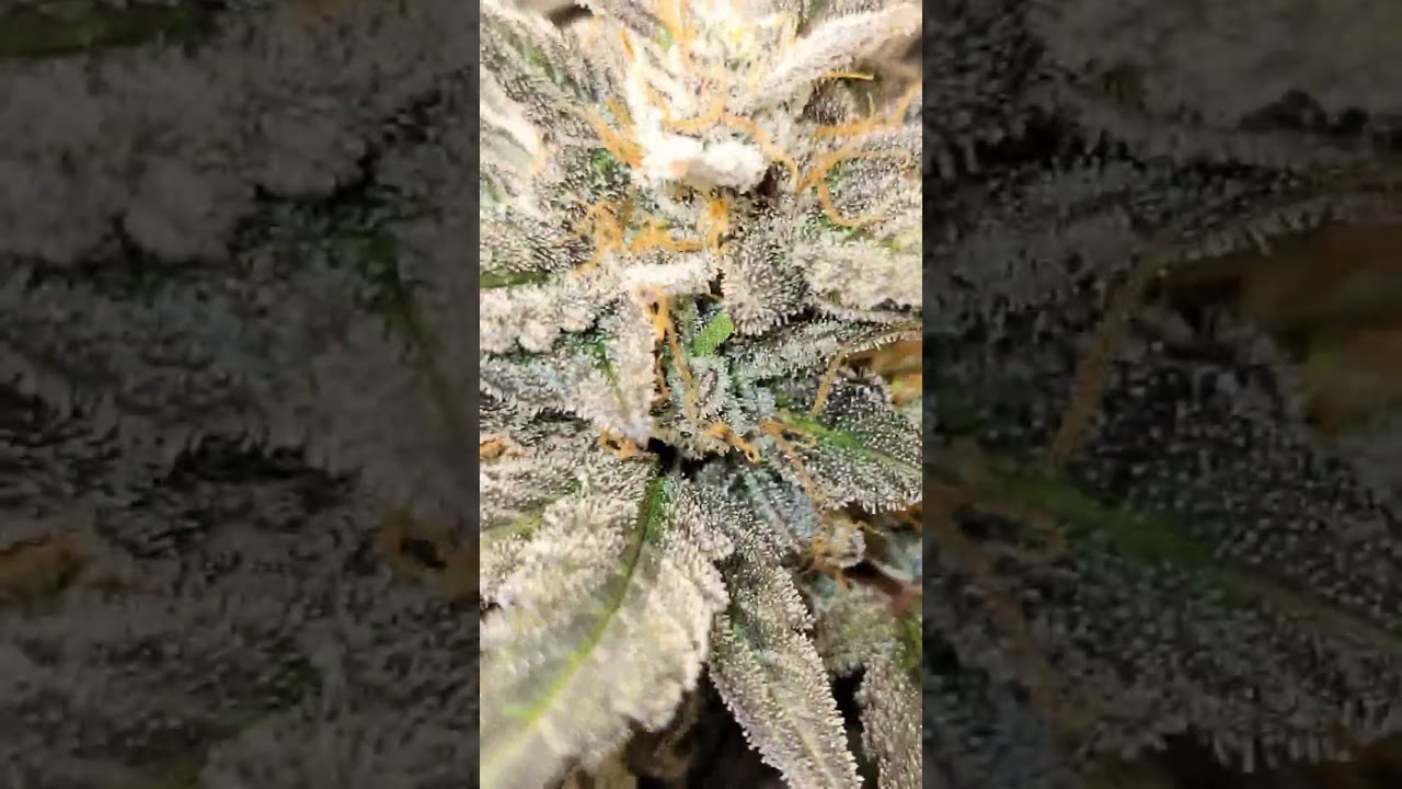 Growing small for funzeez! 🌱 #legalmarijuana