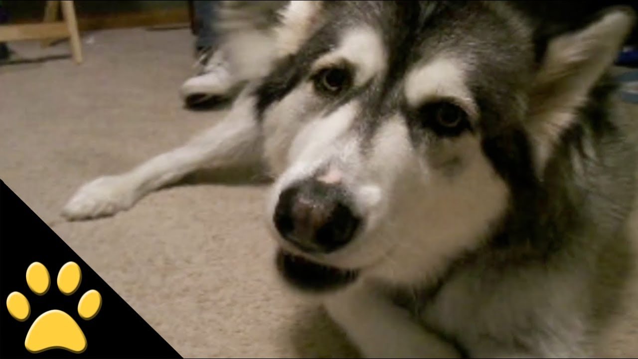 Talking Dogs: Compilation