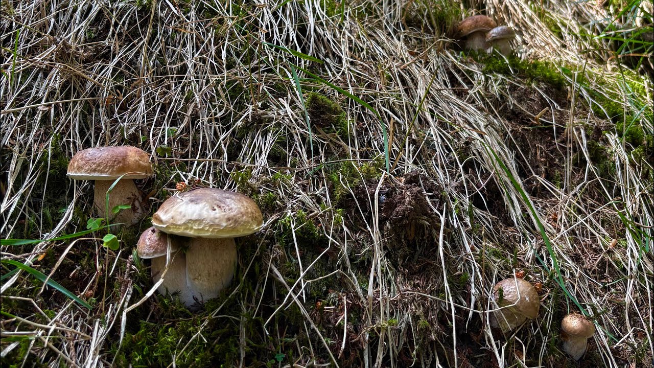 Fungaie bellissime nel secco di agosto 🟤☀️ - FUNGHI PORCINI VALTELLINA 08/2025