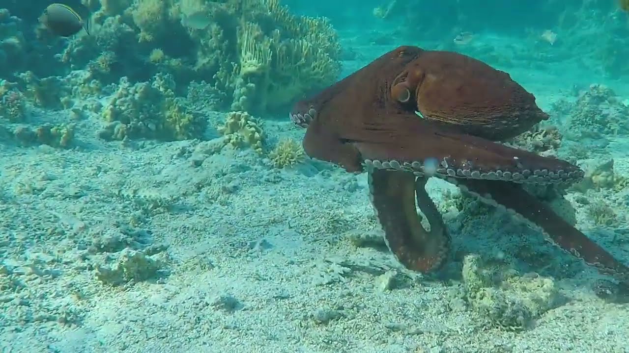 Krake und Feuerfisch