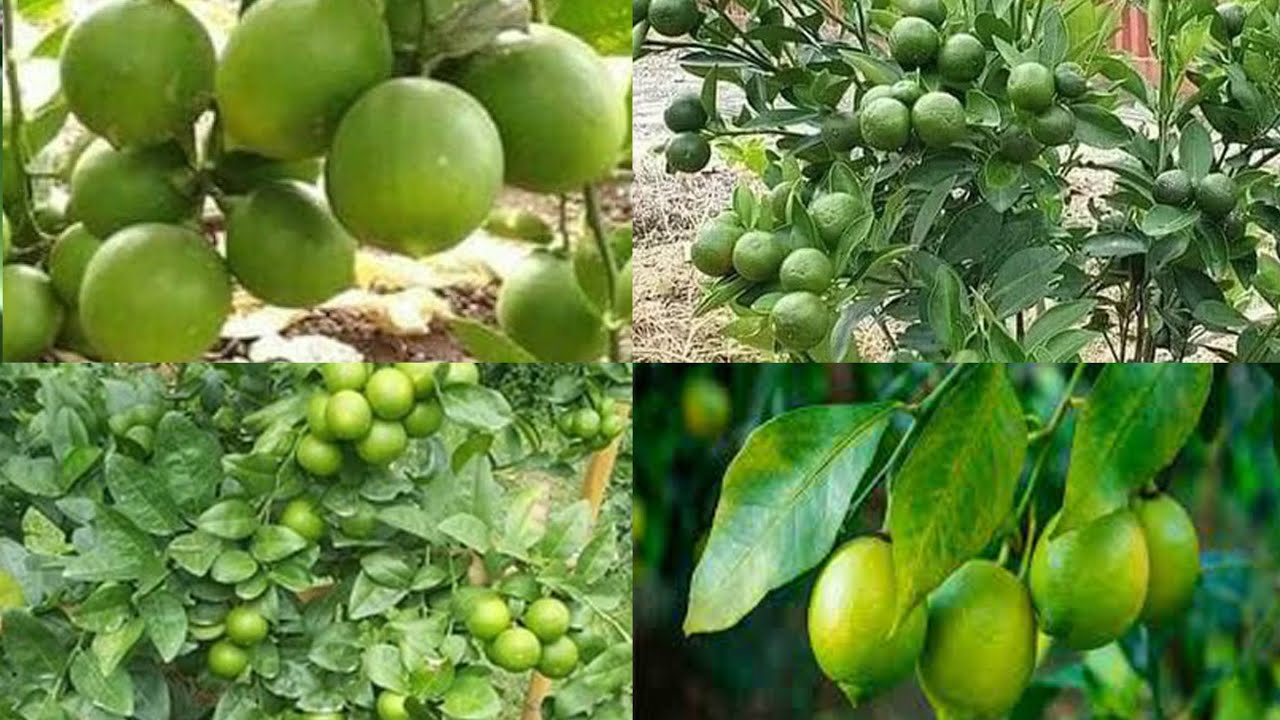 Best Variety of lemon ! পাতি লেবুর সেরা জাত । কোন জাতের পাতিলেবু চাষ করবেন । ছাদের সেরা পাতি লেবু