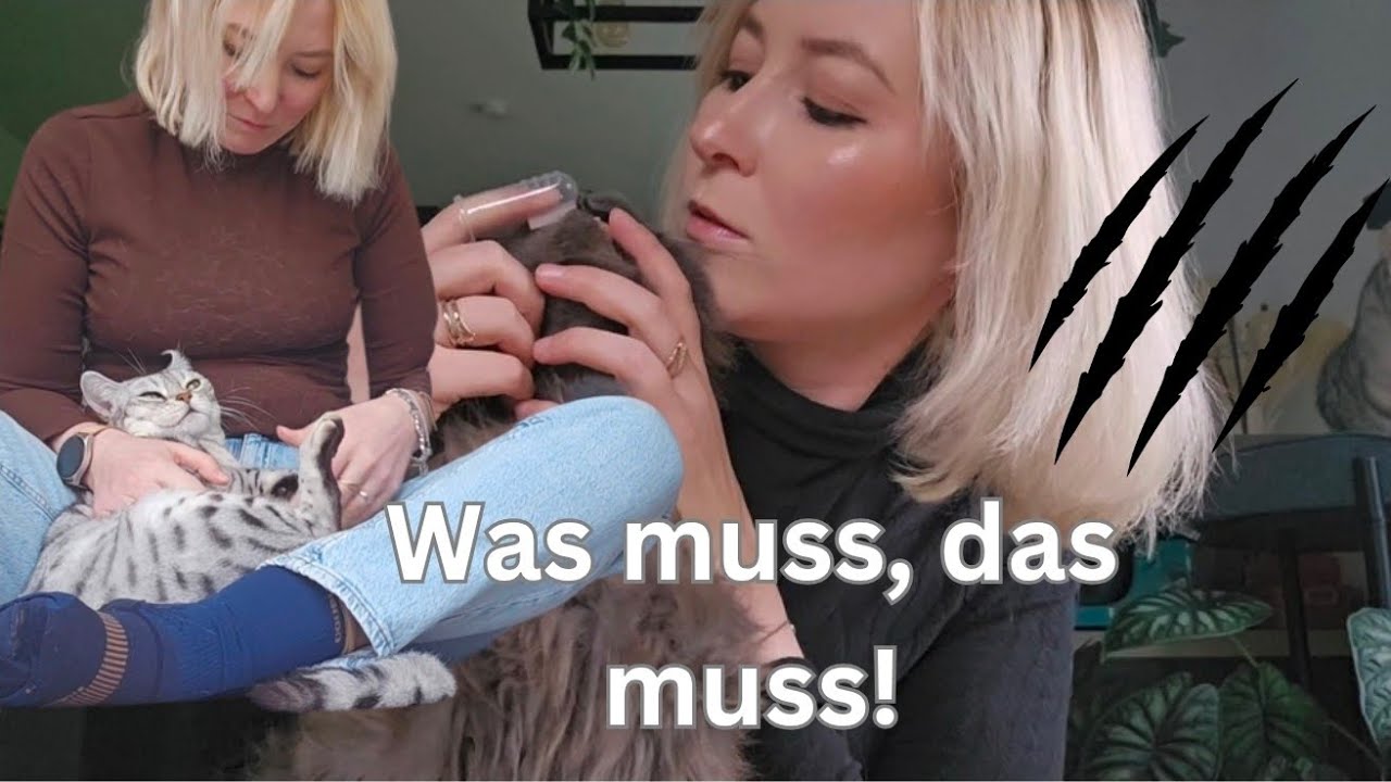 Ich putze den Katzen die Zähne und schneide die Krallen - Katastrophe vorprogrammiert 😱 (Anzeige)