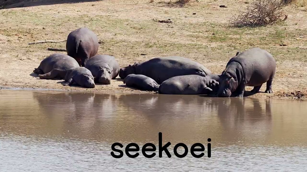 Wilde Diere Geluide – Leer Diereklanke in Afrikaans