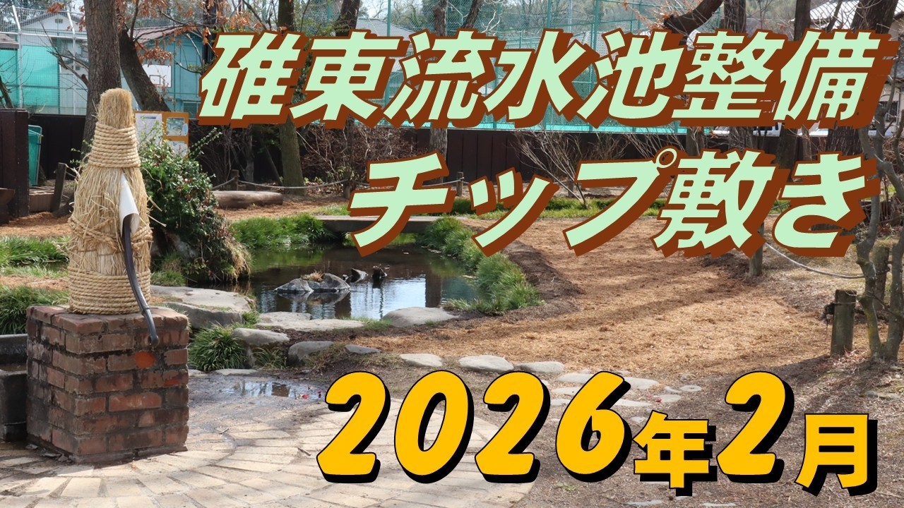 流水池整備（チップ敷き）2026年2月