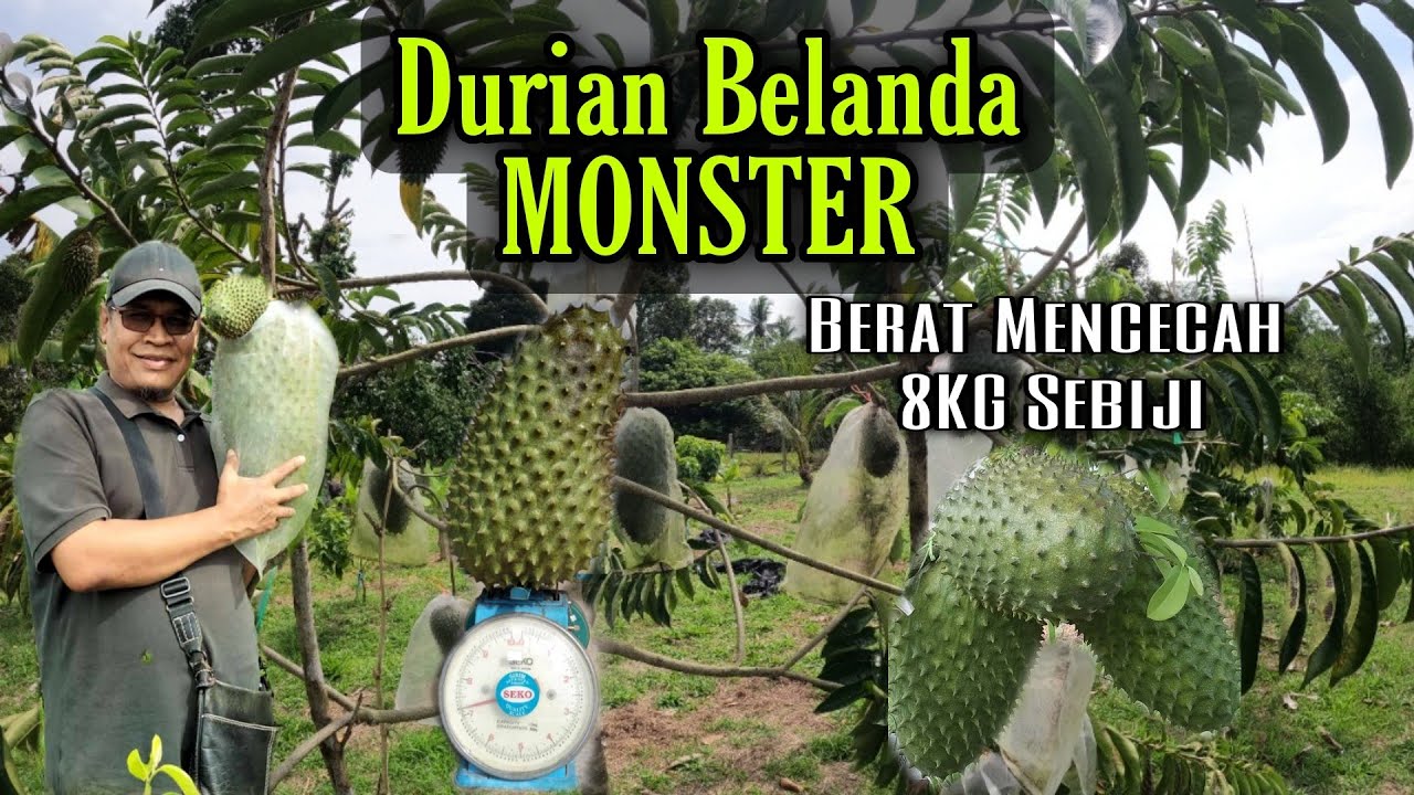 Durian Belanda BRAZIL | Pokok 
