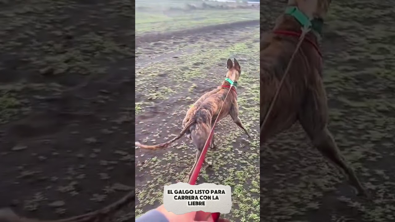 EL GALGO LISTO PARA LA CARRERA CON LA LIEBRE #caza #cacer&iacute;a #perro #perros #galgos #liebre #conejo