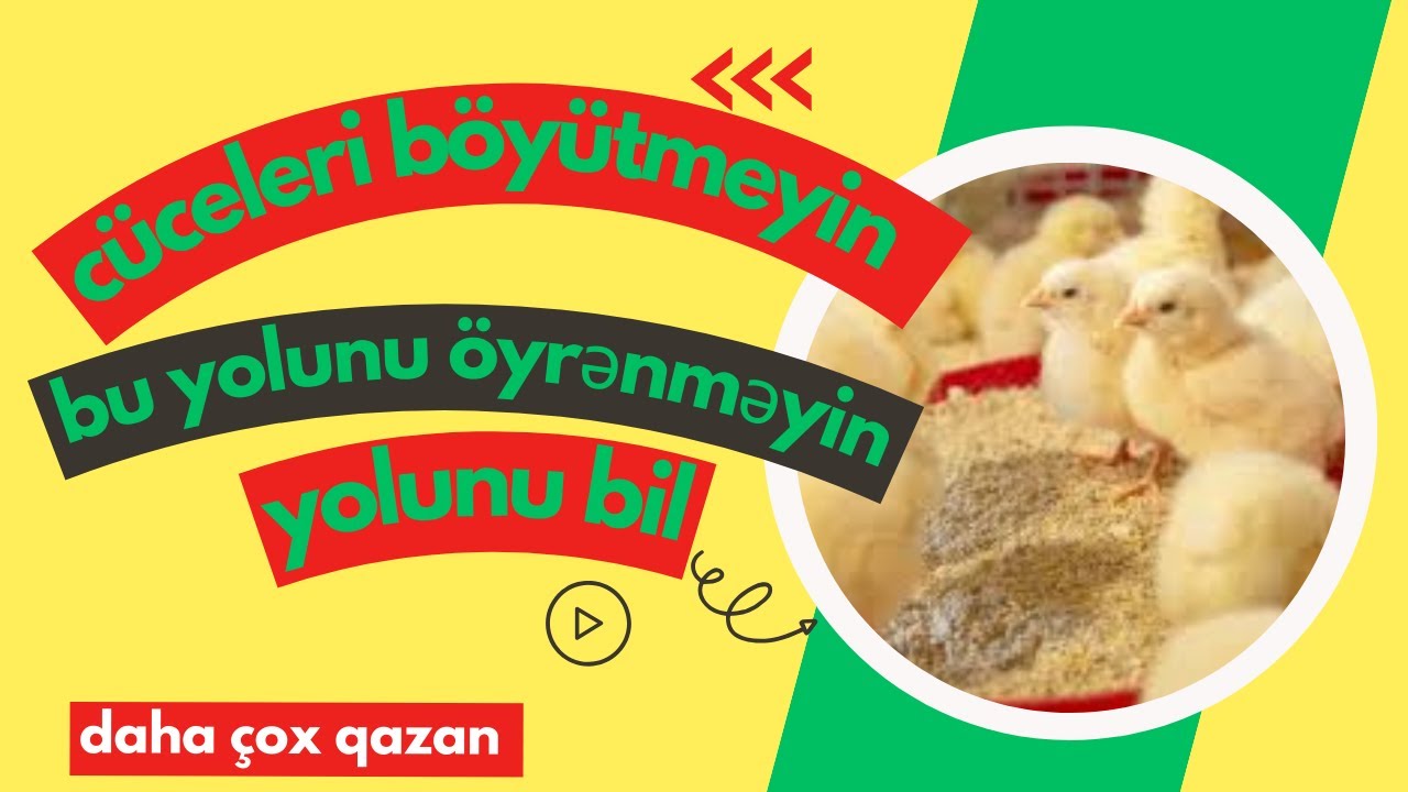 Cücələrin Tez Kökəldən Yem  hazirlamaq ( pangoo cüce yem qatqisi )