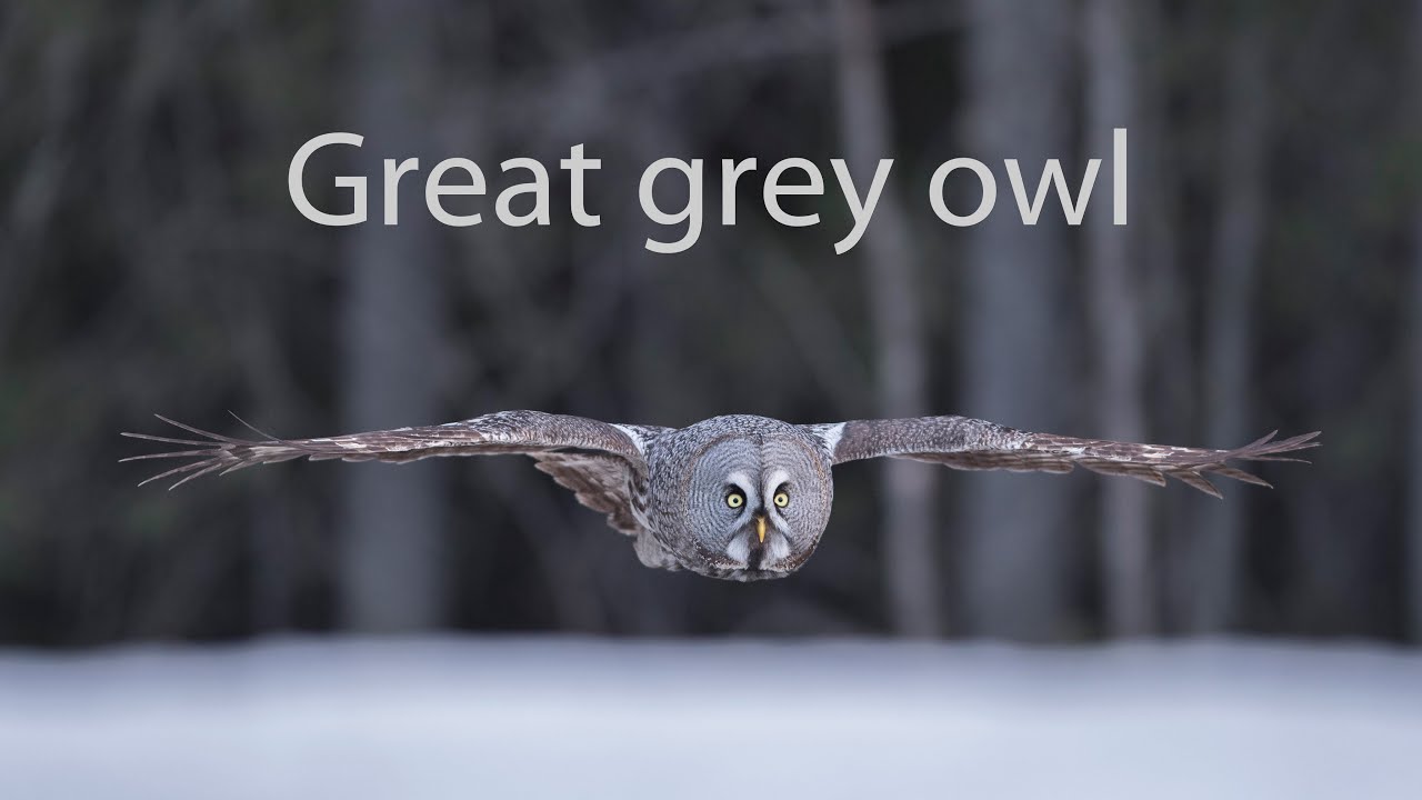 Great grey owl hunting mouse.
