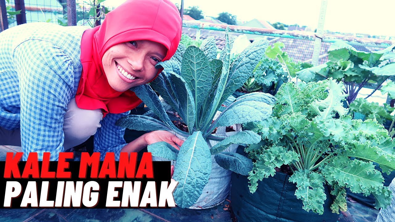 Ep.126 Nyobain 4 jenis kale, paling enak yang mana? panen cabe rawit !