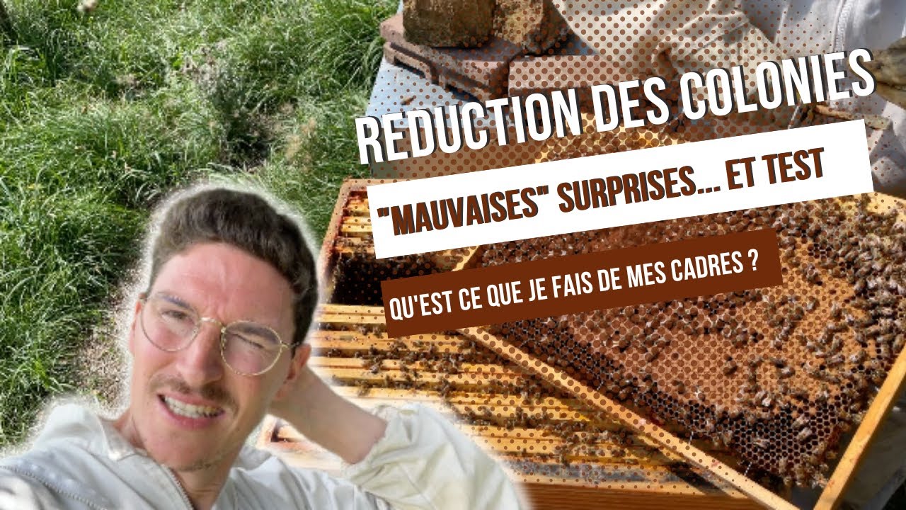 Reduction des colonies, pillages, Cadres de corps Q/R et test création d’essaim [S01E21]