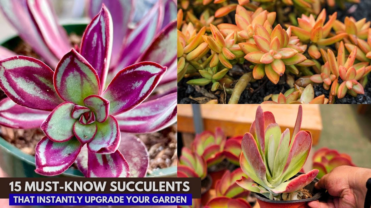 15 Must-Know Succulents That Instantly Upgrade Your Garden || worth knowing succulent