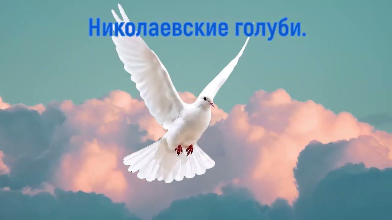+18 Николаевский самый тупой голубь, чуть не подрались.......