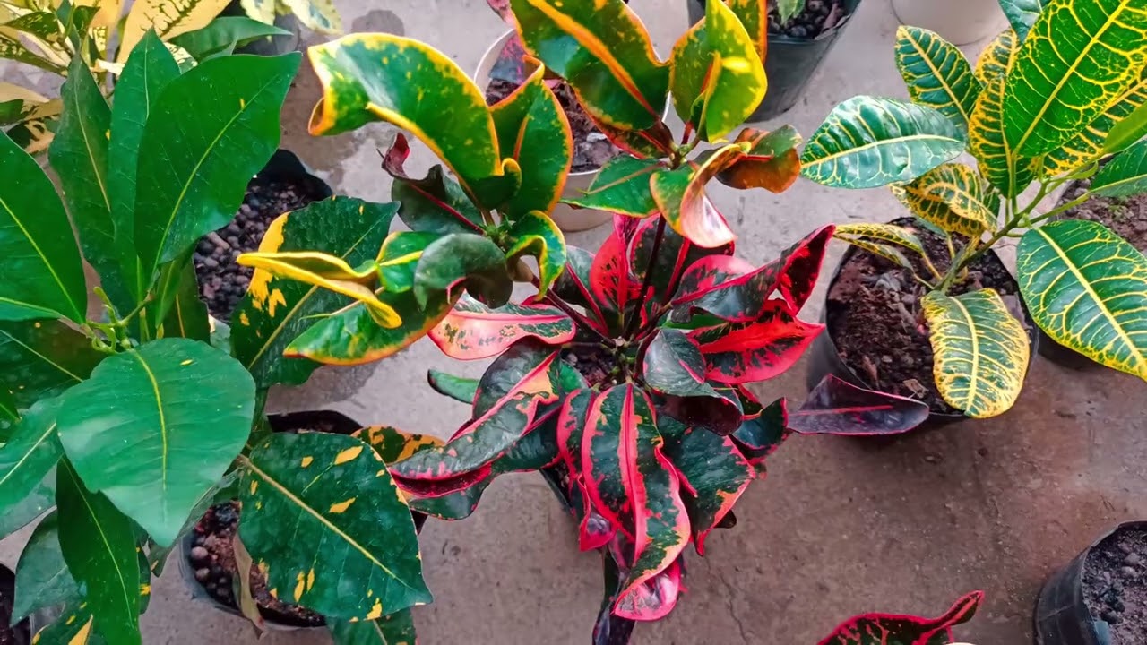 Padrão de nossas mudas para envio ❤️🌱