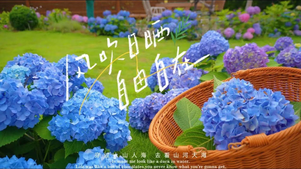 Grow beautiful hydrangea in full-day sun我是怎么一步步实现绣球全日照的