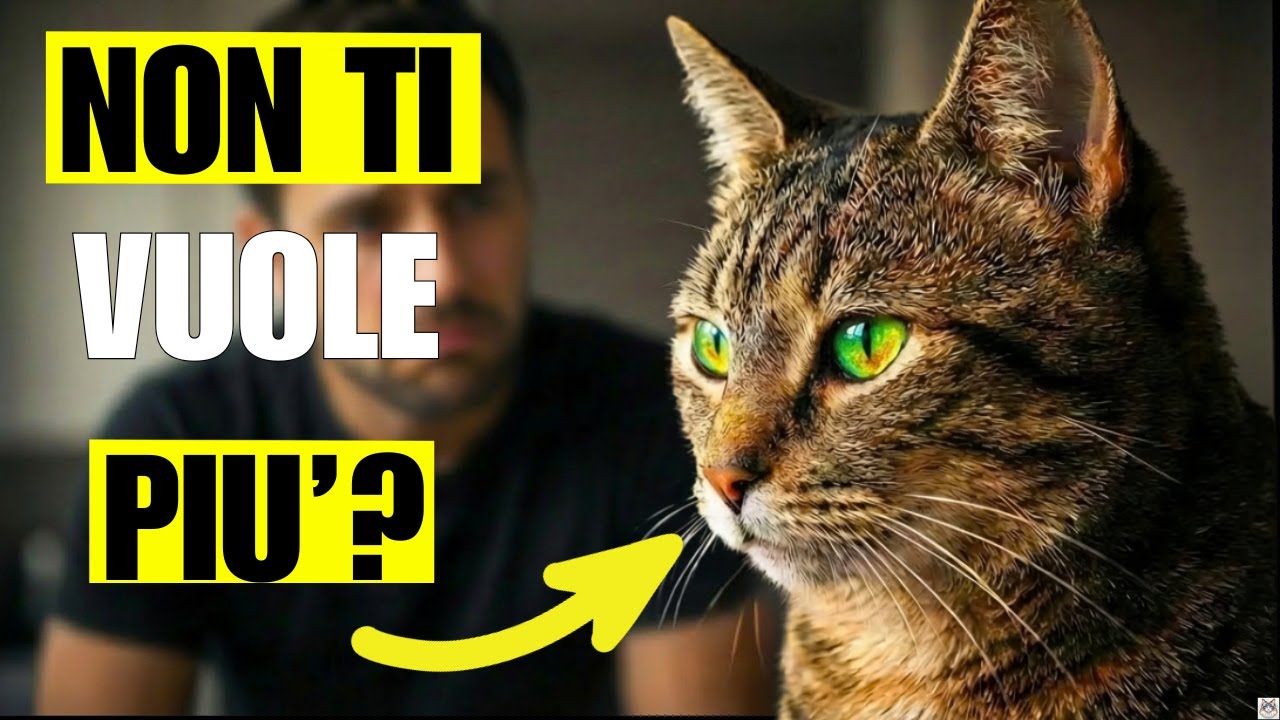 Il MOMENTO in cui il TUO GATTO smette di SCEGLIERTI… quasi nessuno lo nota!
