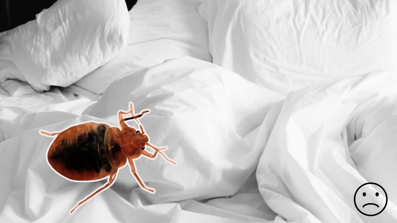 10 Bed Bug Myths Debunked: Don&rsquo;t Fall for These Lies
