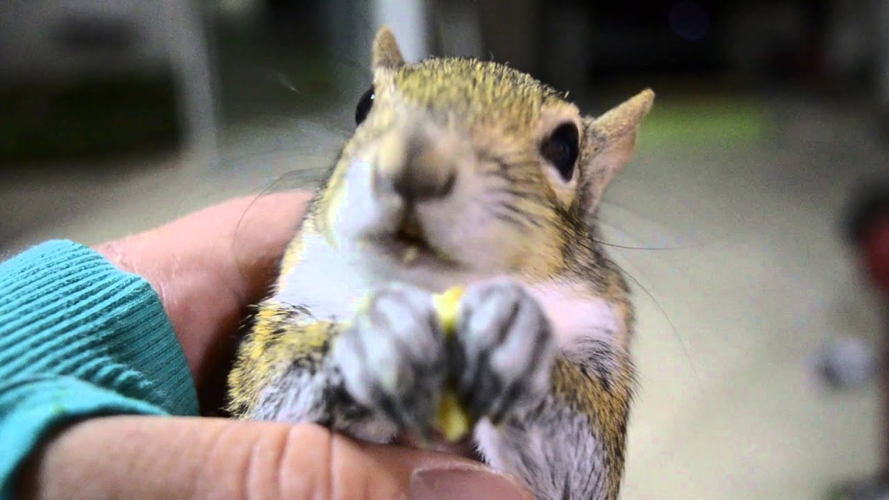 Cute Squirrel Seymour Loves His Avocado 01.12.16