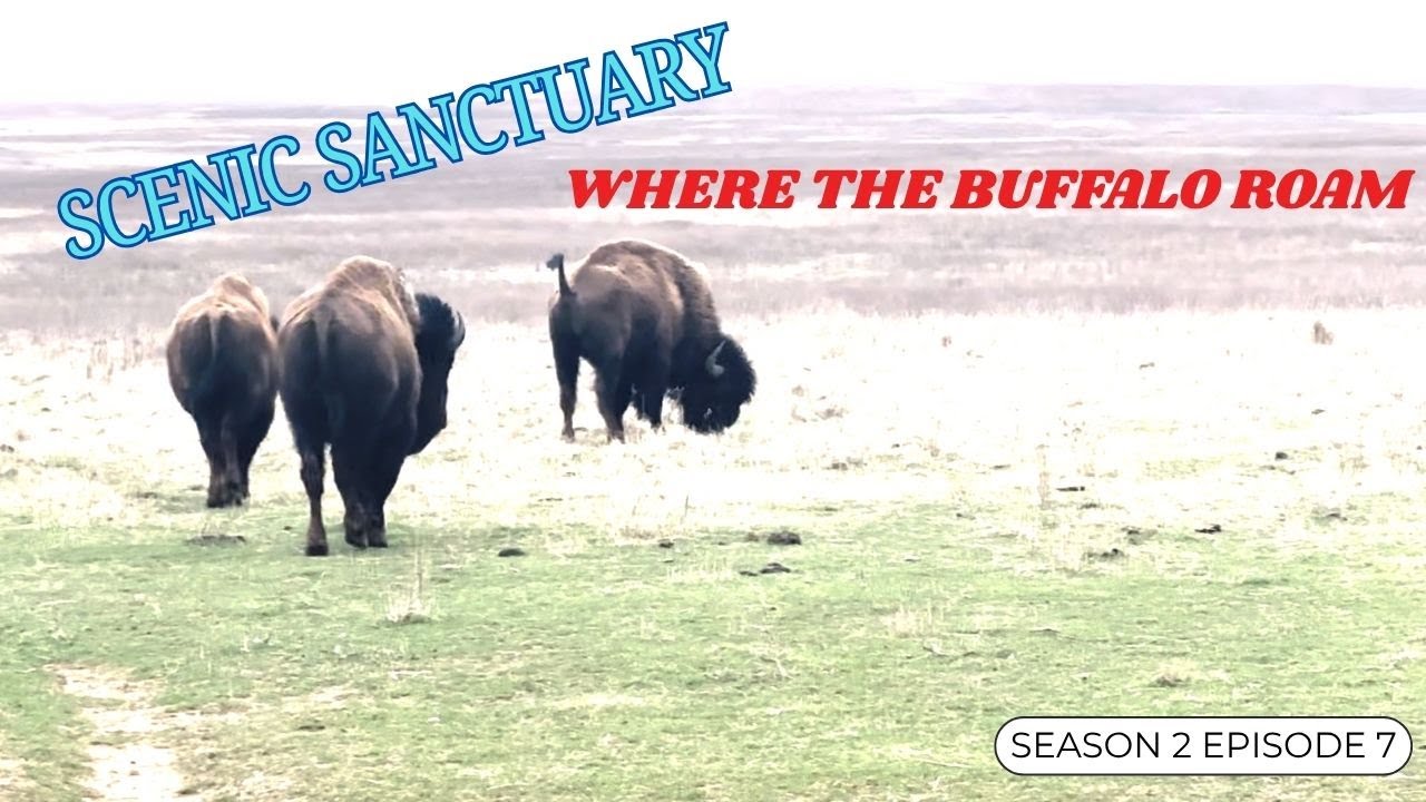 They Were Almost Extinct! Oklahoma Bison Roam Free in TallGrass Preserve