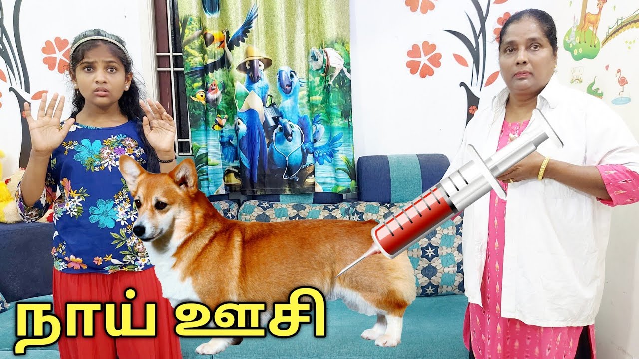 நாய் ஊசி போடவா | comedy video | funny video | Prabhu Sarala lifestyle