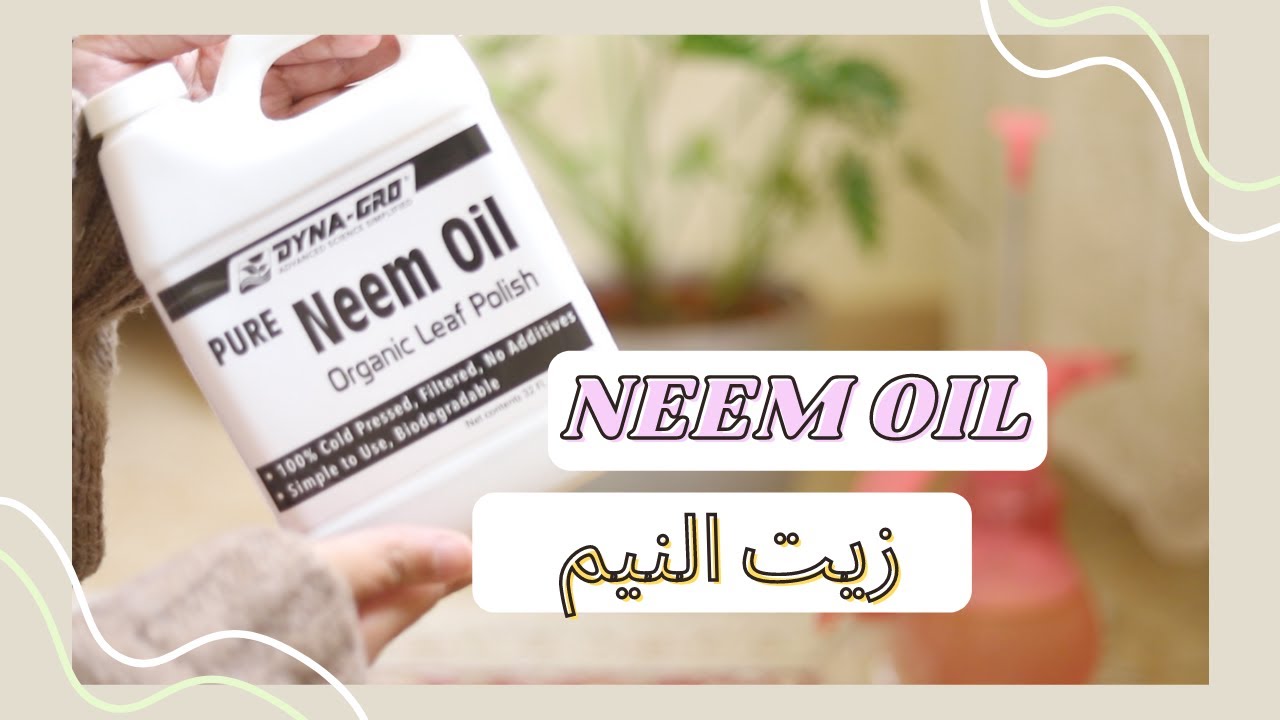 استخدامات زيت النيم و علاج للبق الدقيقي