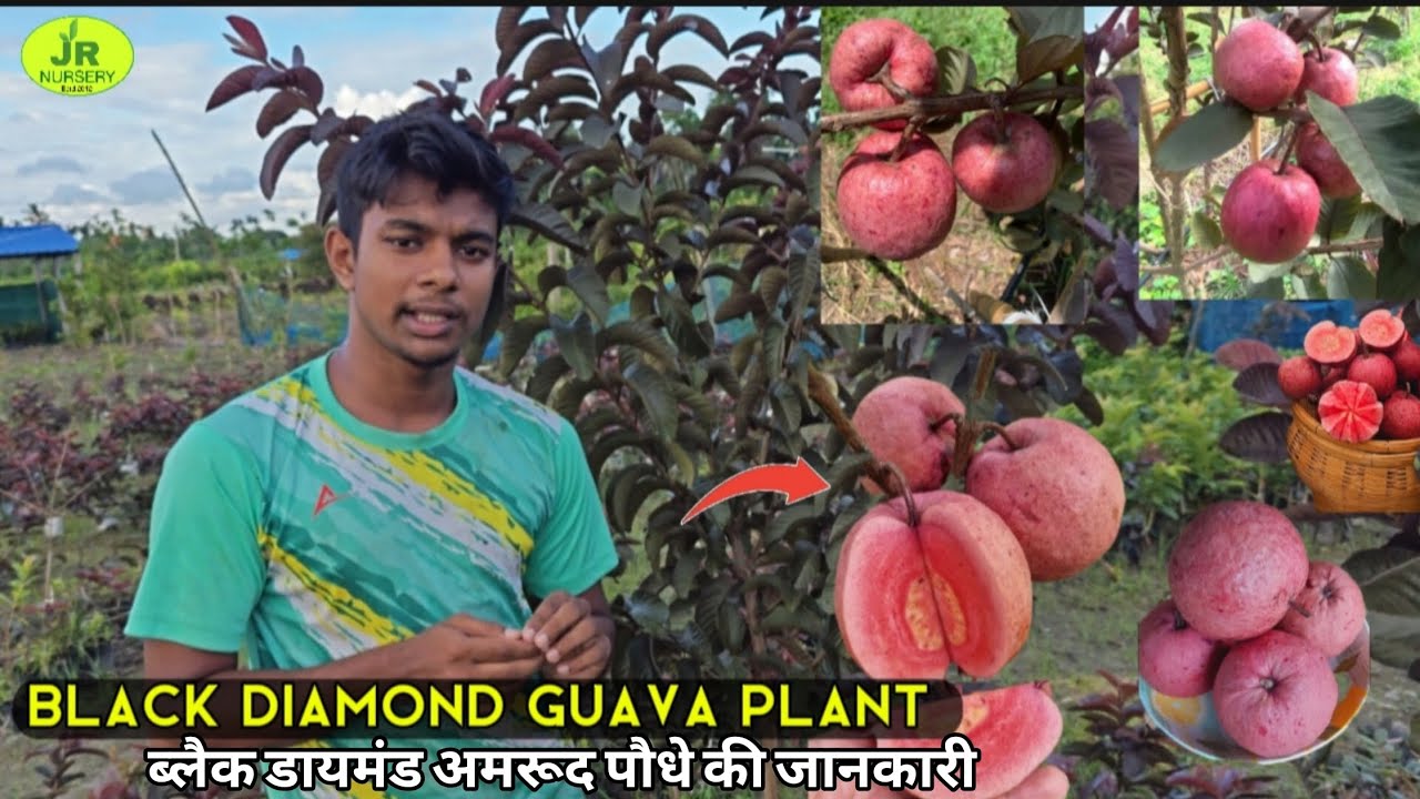 Black Diamond Guava Farming information ||  Black Diamond Amrud' Contact (7319025592)