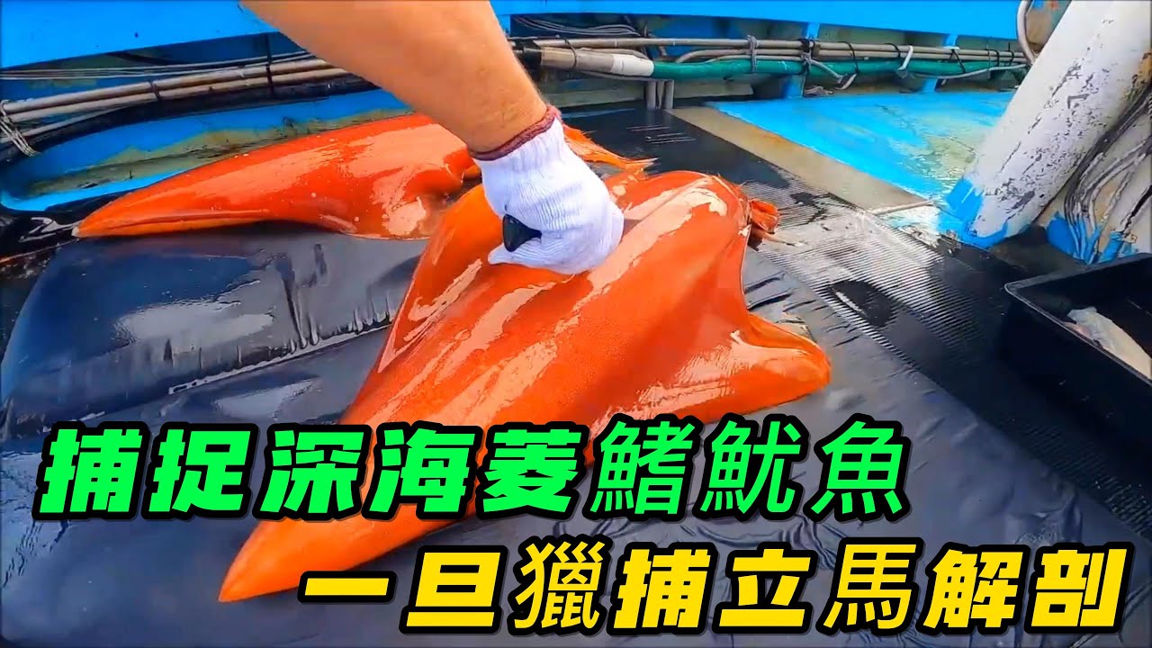 捕捉深海菱鰭魷魚，一旦獵捕立馬解剖，全程像切豆腐一樣絲滑《活在當下》