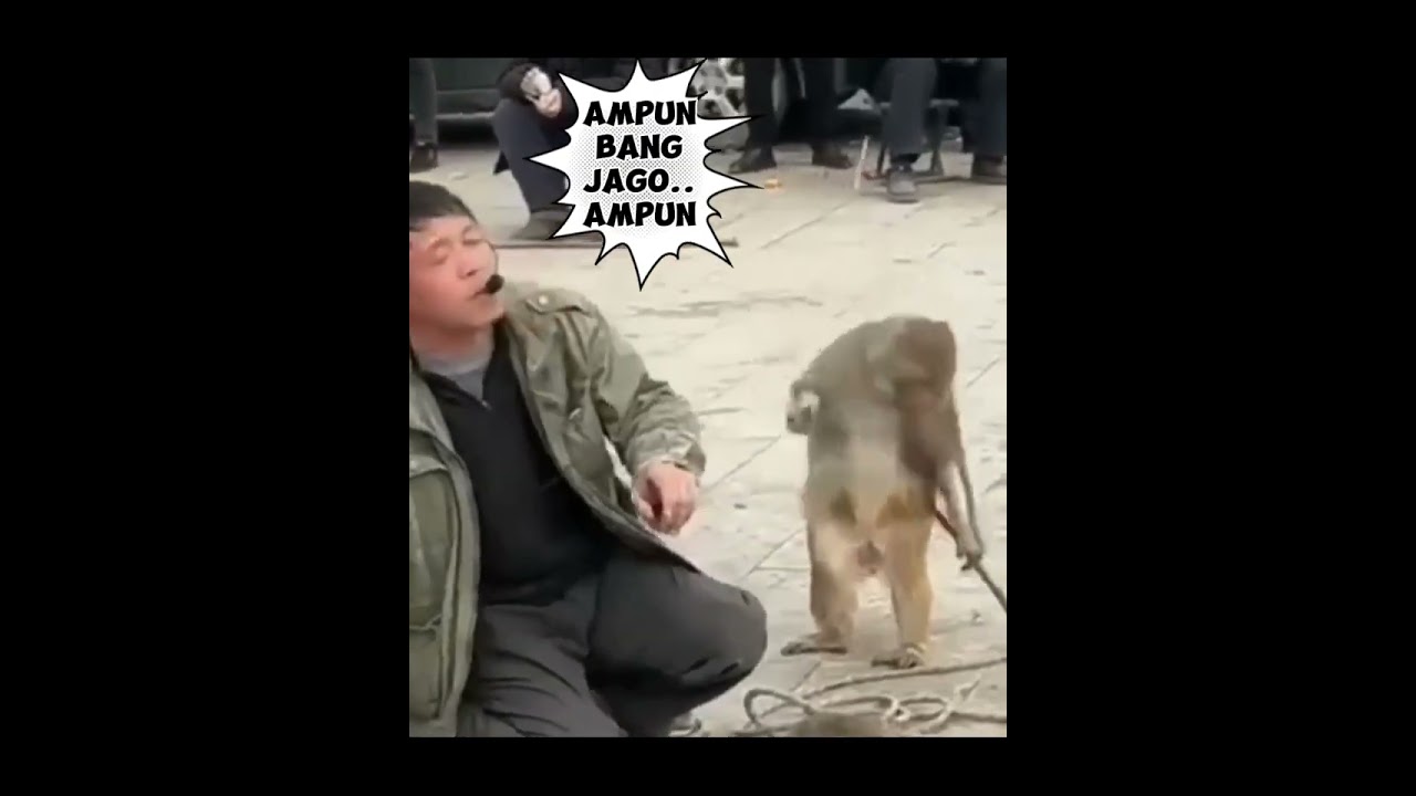 monkey video | balas dendam topeng monyet