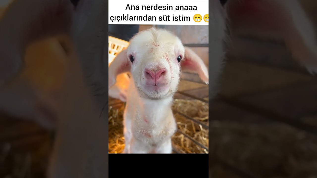 Ana diye bağıran kuzu 