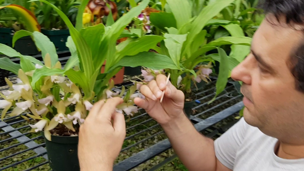 Lycaste tricolor polinización