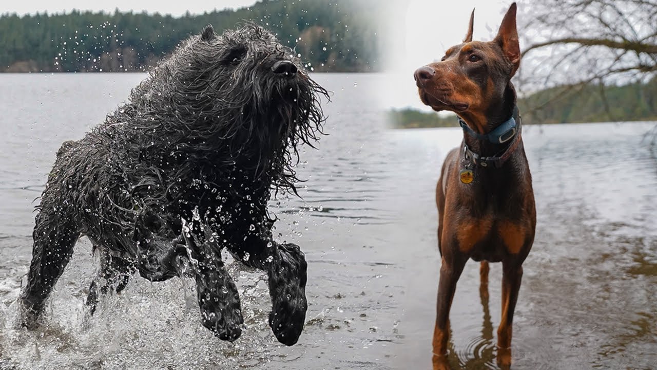 Exploring Orcas Island - Bouvier des Flandres and Doberman Pinscher play on the San Juans
