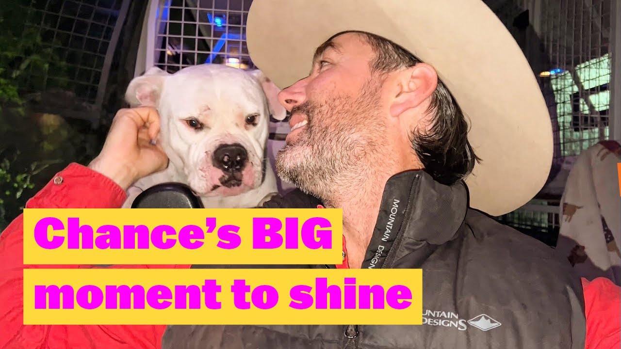 Chance’s BIG time to shine | Graduating to Pack Life #americanbulldog