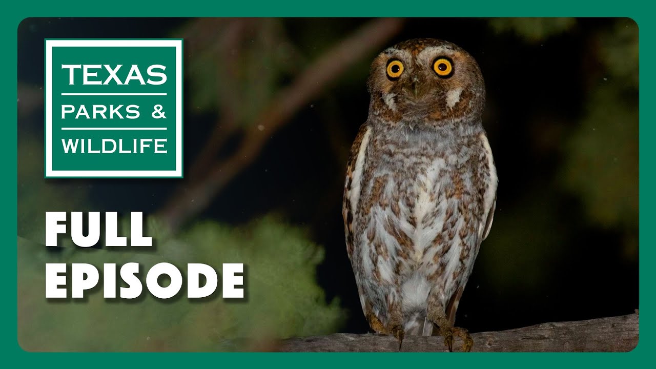 Talking to Owls, Biking Caprock, & Birding S. Padre | Texas Parks & Wildlife Series (Full Episode)