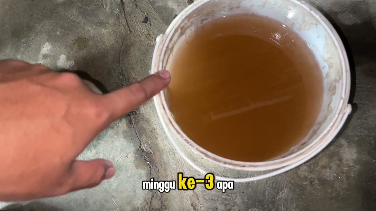 2 JENIS PAKAN HIDUP INI DIDAPAT TANPA KELUAR RUMAH ‼️ ARTEMIA DAN JENTIK NYAMUK