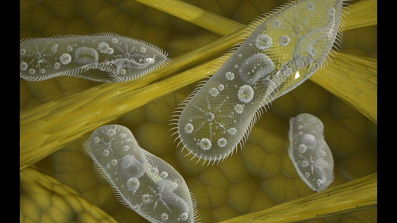 هام جدآ!!! les protozoaires - mode de vie