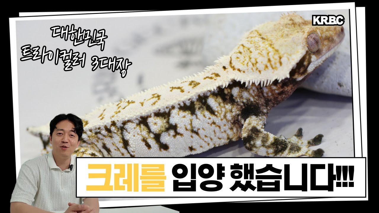 트라이컬러를 저렴하게 입양하는 방법!! 크레스티드게코 입양 후기, KRBC 1주년 이벤트