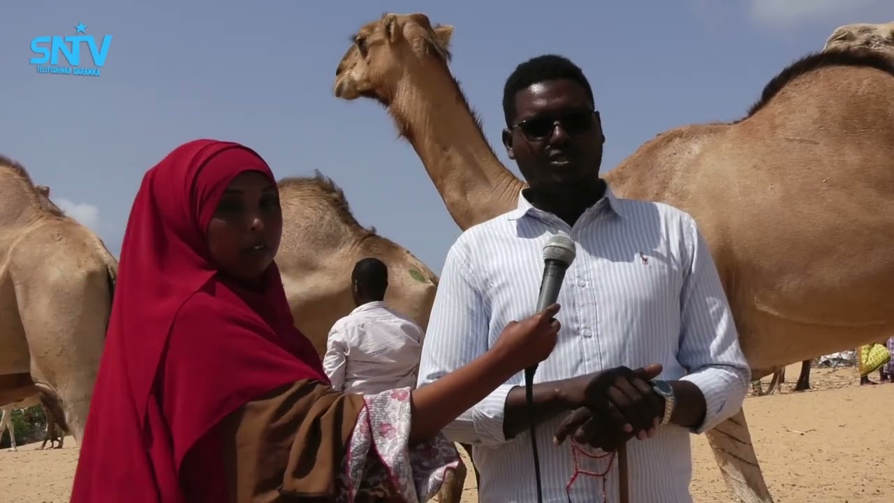 Maxaa sii kordhinaya qiimaha lagu iibsado xoolaha suuqyada Muqdisho? (Warbixin).