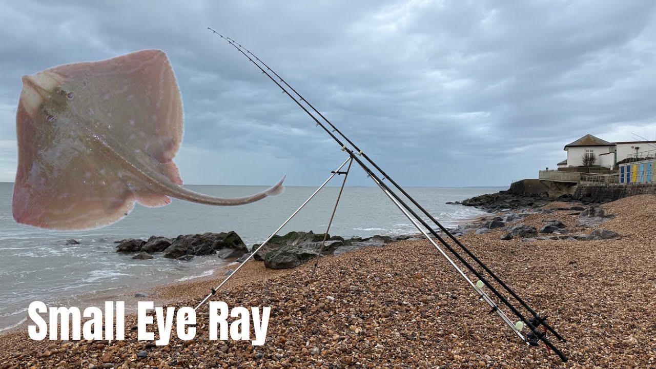 How to catch Small Eye Ray