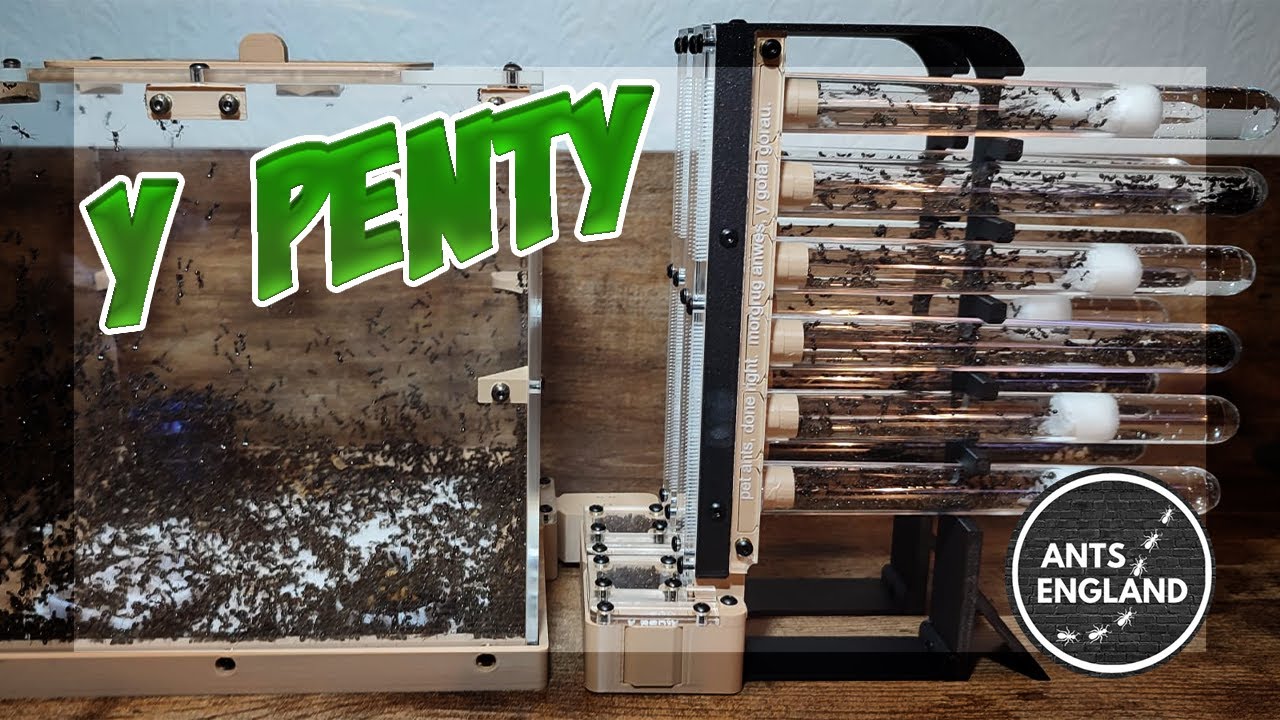 Messor Barbarus get New Y Penty! #ants #colony #AntAntics