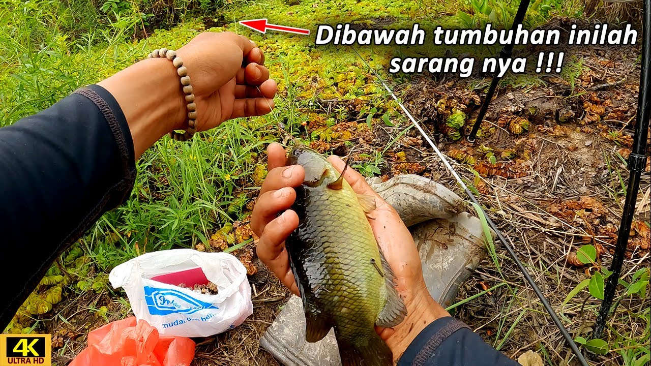 Mancing Betok Babon Di Kanal Tua Berumur 20 Tahun Lebih !!!