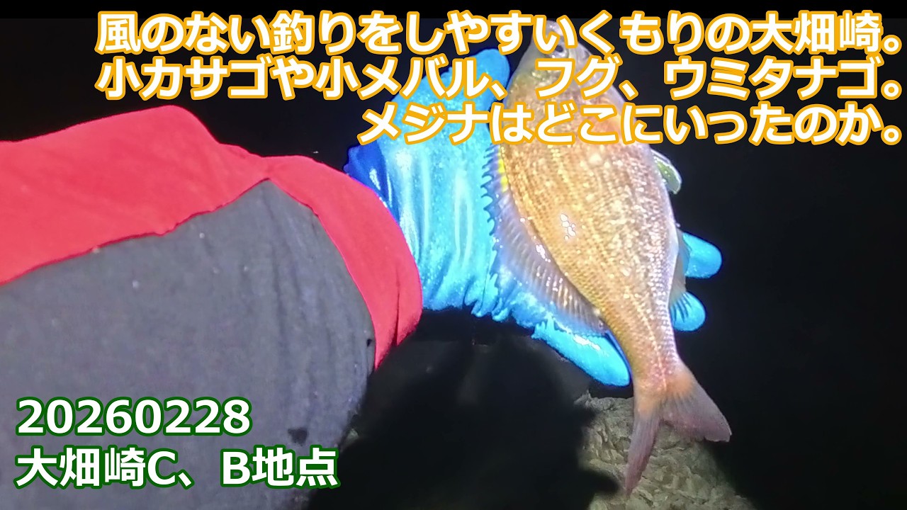 【冬の大畑崎】夜中にカサゴ、小メバル、ウミタナゴが登場！大きめフグも！水中撮影ではクロダイなど。メジナはどこにいったのやら。｜三浦半島｜2026年2月28日