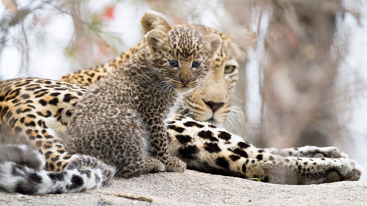 5 Week Old Leopard Cub - Mala Mala's Jakkalsdraai Female