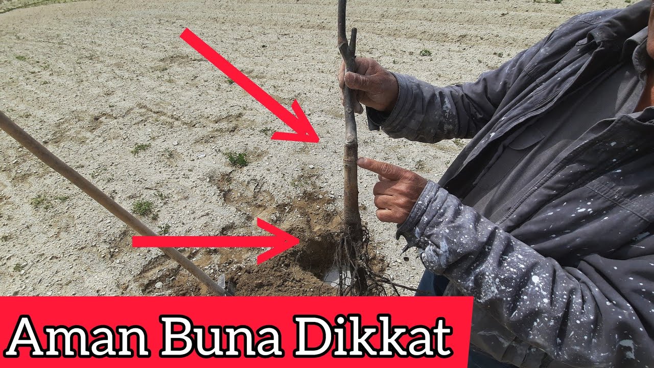 CEVİZ FİDANI NASIL DİKİLİR ?( Detaylı ve Uygulamalı Anlatım)