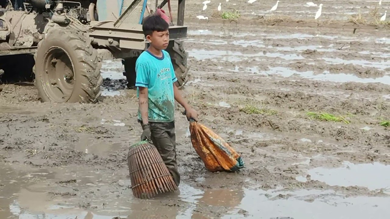 Tradisi Menangkap Ikan Menggunakan Serkap Buluh dengan ikut traktor yang membajak sawah bendang
