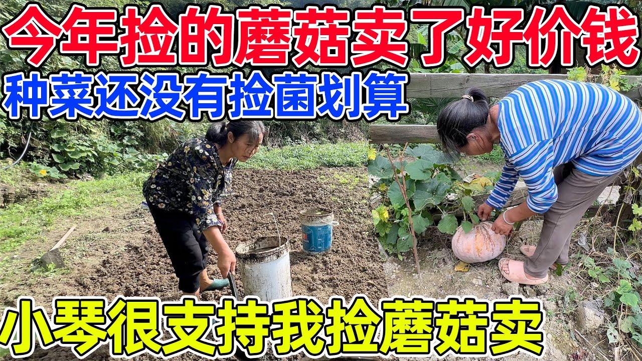 今年的蘑菇很多，已经卖了很多钱了，小琴支持我捡蘑菇卖，她说捡蘑菇比种菜划算，说不定今年还可以存钱