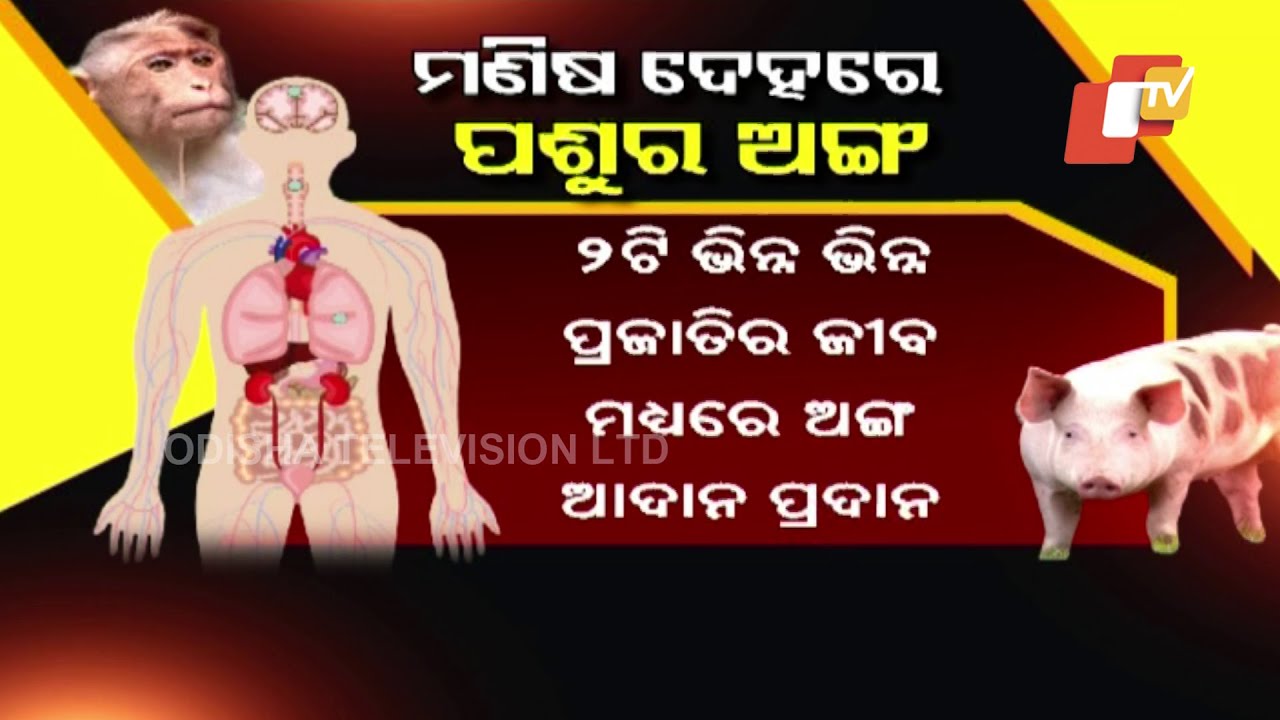 Khabar Jabar | Miracle In Medical Science- Pig's Kidney Implanted In Human's Body