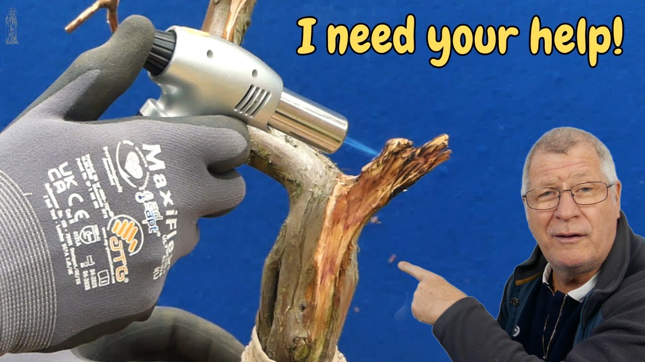 How to overcome Bonsai Mistakes | My battle with Juniper Continues!